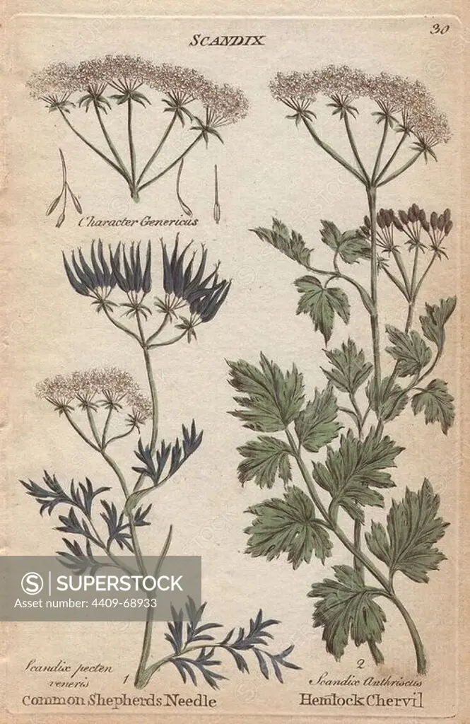 Shepherds needle, Scandix pecten veneris, and hemlock chervil, Scandix anthriscus, Anthriscus cerefolium. Handcoloured copperplate engraving from Joshua Hamilton's "Culpeper's English Family Physician" 1792. Nicholas Culpeper (1616-1654) was an English botanist, herbalist and astrologer famous for his "Complete Herbal" of 1653.