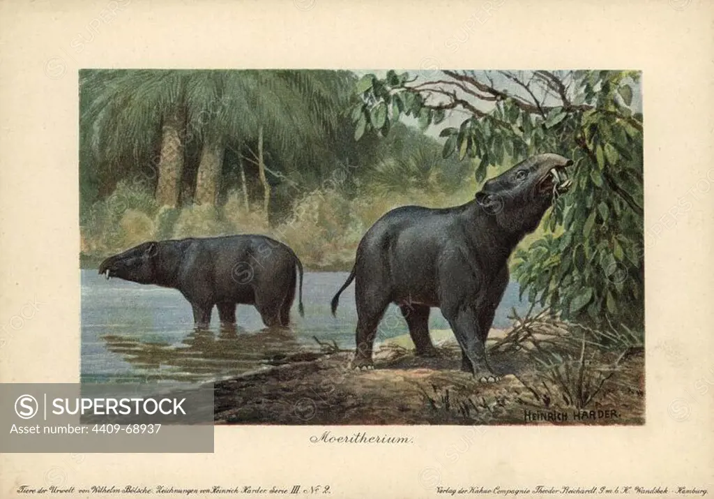 Moeritherium, extinct genus of prehistoric mammals related to the elephant. Colour printed (chromolithograph) illustration by Heinrich Harder from "Tiere der Urwelt" Animals of the Prehistoric World, 1916, Hamburg. Heinrich Harder (1858-1935) was a German landscape artist and book illustrator. From a series of prehistoric creature cards published by the Reichardt Cocoa company. Natural historian Wilhelm Bolsche wrote the descriptive text.