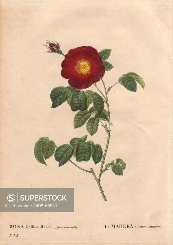 Deep velvety crimson rose also known as "The Fair Sultana" or "La Belle Sultane" (Rosa gallica maheka).. Le Maheka à fleurs simples. Origina unknown, introduced to France from Dutch nurseries circa 1794.. Hand-colored, octavo-size stipple copperplate engraving from Pierre Joseph Redoute's "Les Roses" 1828.