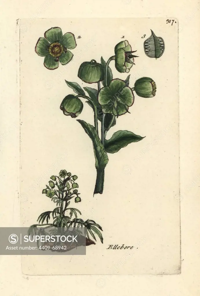 Stinking hellebore, Helleborus foetidus. Handcoloured botanical drawn and engraved by Pierre Bulliard from his own "Flora Parisiensis," 1776, Paris, P. F. Didot. Pierre Bulliard (1752-1793) was a famous French botanist who pioneered the three-colour-plate printing technique. His introduction to the flowers of Paris included 640 plants.