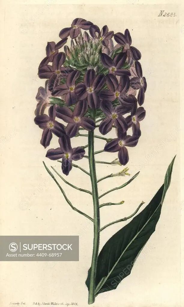 Large-flowered dame's violet. Hesperis grandiflora. Illustration by Sowerby, one of the famous dynasty of natural history illustrators founded by James Sowerby. Handcolored copperplate engraving from Samuel Curtis's "The Curtis Botanical Magazine" 1826.. Samuel Curtis, cousin and son-in-law to William Curtis, took over the Botanical Magazine in 1826. Samuel re-named it "The Curtis Botanical Magazine" and enlisted the help of William Jackson Hooker, Professor of Botany at Glasgow University. Samuel Curtis' daughters (Miss C and C.M) drew the illustrations for the magazine. C.M. Curtis also drew illustrations for Forbe Royle's "Natural History of the Himalayan Mountains" 1833 and Lindley's "Pomologia Britannica" 1841.