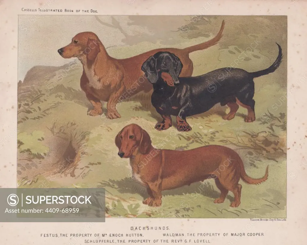 Dachshunds: smooth, red and black-and-tan. Fine chromolithograph from Cassell's "Illustrated Book of the Dog" 1881. Author Vero Kemball Shaw (1854-1905) wrote many books about dogs and horses, and encyclopedic guides to kennels, stables and poultry yards.