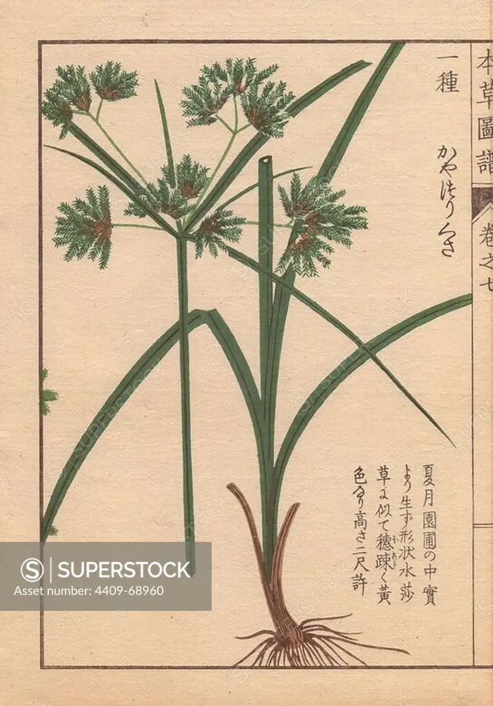 Roots, reeds and flowers of nutgrass galingale, Cyperus amuricus Max. Colour-printed woodblock engraving by Kan'en Iwasaki from "Honzo Zufu," an Illustrated Guide to Medicinal Plants, 1884. Iwasaki (1786-1842) was a Japanese botanist, entomologist and zoologist. He was one of the first Japanese botanists to incorporate western knowledge into his studies.