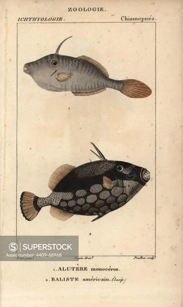 Unicorn leatherjacket, filefish, Aluterus monoceros, Alutere monoceros and triggerfish, Baliste americain, Balistes punctatus. Handcoloured copperplate stipple engraving from Jussieu's "Dictionnaire des Sciences Naturelles" 1816-1830. The volumes on fish and reptiles were edited by Hippolyte Cloquet, natural historian and doctor of medicine. Illustration by J.G. Pretre, engraved by Prudhon, directed by Turpin, and published by F. G. Levrault. Jean Gabriel Pretre (1780~1845) was painter of natural history at Empress Josephine's zoo and later became artist to the Museum of Natural History.