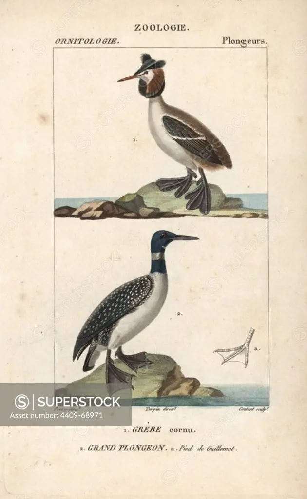 Horned or Slavonian grebe, Podiceps auritus, and great northern loon, Gavia immer, with the foot of a guillemot. Handcoloured copperplate stipple engraving from Dumont de Sainte-Croix's "Dictionary of Natural Science: Ornithology," Paris, France, 1816-1830. Illustration by J. G. Pretre, engraved by Coutant, directed by Pierre Jean-Francois Turpin, and published by F.G. Levrault. Jean Gabriel Pretre (1780~1845) was painter of natural history at Empress Josephine's zoo and later became artist to the Museum of Natural History. Turpin (1775-1840) is considered one of the greatest French botanical illustrators of the 19th century.