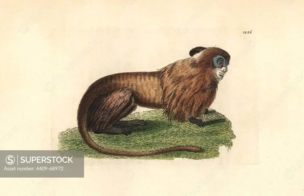 Golden marmoset or lion tamarin, Leontipithecus rosalia. Endangered. Illustration drawn and engraved by Richard Polydore Nodder. Handcolored copperplate engraving from George Shaw and Frederick Nodder's "The Naturalist's Miscellany" 1812. Most of the 1,064 illustrations of animals, birds, insects, crustaceans, fishes, marine life and microscopic creatures for the Naturalist's Miscellany were drawn by George Shaw, Frederick Nodder and Richard Nodder, and engraved and published by the Nodder family. Frederick drew and engraved many of the copperplates until his death around 1800, and son Richard (1774~1823) was responsible for the plates signed RN or RPN. Richard exhibited at the Royal Academy and became botanic painter to King George III.