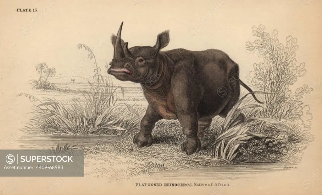 White rhinoceros, Ceratotherium simum (Flat-nosed rhinoceros, Rhinoceros simus), critically endangered. Handcoloured engraving on steel by William Lizars from a drawing by James Stewart from Sir William Jardine's "Naturalist's Library: Mammalia, Pachydermes or Thick-Skinned Quadrupeds" published by W. H. Lizars, Edinburgh, 1836.