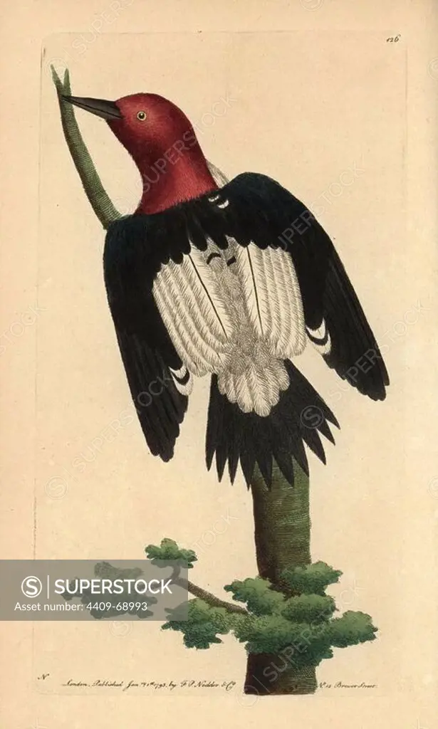 Red-headed woodpecker, Melanerpes erythrocephalus. Near threatened. Illustration signed N (Frederick Nodder).. Handcolored copperplate engraving from George Shaw and Frederick Nodder's "The Naturalist's Miscellany" 1793.. Frederick Polydore Nodder (1751~1801) was a gifted natural history artist and engraver. Nodder honed his draftsmanship working on Captain Cook and Joseph Banks' Florilegium and engraving Sydney Parkinson's sketches of Australian plants. He was made "botanic painter to her majesty" Queen Charlotte in 1785. Nodder also drew the botanical studies in Thomas Martyn's Flora Rustica (1792) and 38 Plates (1799). Most of the 1,064 illustrations of animals, birds, insects, crustaceans, fishes, marine life and microscopic creatures for the Naturalist's Miscellany were drawn, engraved and published by Frederick Nodder's family. Frederick himself drew and engraved many of the copperplates until his death. His wife Elizabeth is credited as publisher on the volumes after 1801. Thei