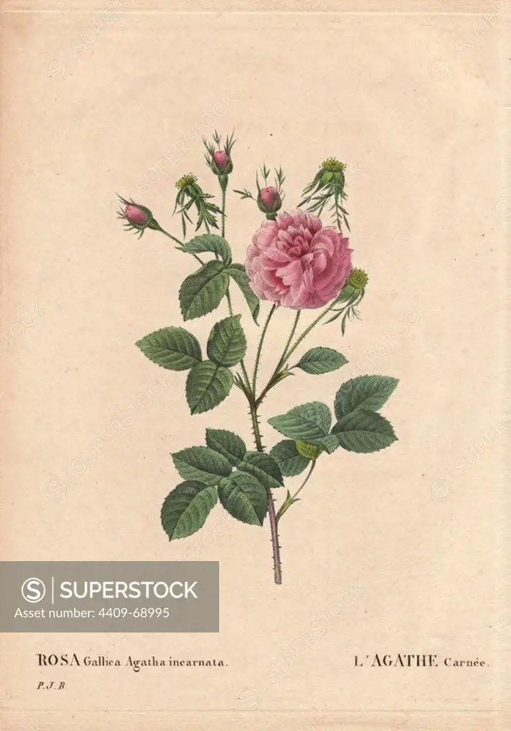 Pink and crimson fluffy French rose. Rosa gallica agatha incarnata. L'Agathe carnee. Origin unknown, believed to be a Gallica Damask hybrid.. Hand-colored octavo-size stipple copperplate engraving from Pierre-Joseph Redoute's "Les Roses" 1828.