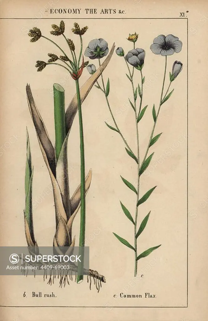 Bull rush or bulrush Cyperus and common flax plant with blue flowers Linum usitatissimum.. Chromolithograph from "The Instructive Picturebook, or Lessons from the Vegetable World," Charlotte Mary Yonge, Edinburgh, 1858.