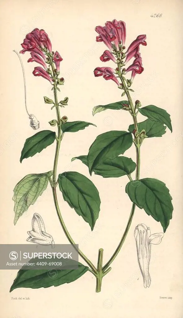 Flesh-coloured skull-cap, Scutellaria incarnata. Hand-coloured botanical illustration drawn and lithographed by Walter Hood Fitch for Sir William Jackson Hooker's "Curtis's Botanical Magazine," London, Reeve Brothers, 1846. Fitch (1817~1892) was a tireless Scottish artist who drew over 2,700 lithographs for the "Botanical Magazine" starting from 1834.
