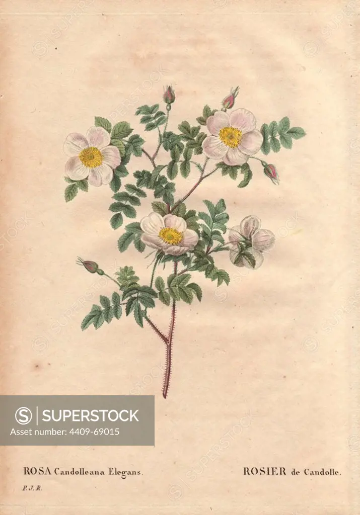 De Candolle's white rose or Rosier de Candolle (Rosa candolleana elegans).. Wild rose, discovered in Southern Europe and named after De Candolle, 1819.. Hand-colored, octavo-size stipple copperplate engraving from Pierre Joseph Redoute's "Les Roses" 1828.