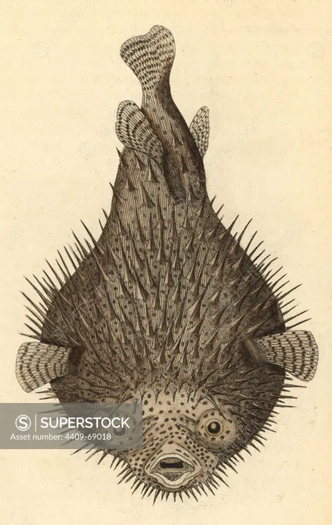 Spot-fin porcupinefish, Diodon hystrix. Illustration signed N (Frederick Nodder).. Handcolored copperplate engraving from George Shaw and Frederick Nodder's "The Naturalist's Miscellany" 1793.. Frederick Polydore Nodder (1751~1801) was a gifted natural history artist and engraver. Nodder honed his draftsmanship working on Captain Cook and Joseph Banks' Florilegium and engraving Sydney Parkinson's sketches of Australian plants. He was made "botanic painter to her majesty" Queen Charlotte in 1785. Nodder also drew the botanical studies in Thomas Martyn's Flora Rustica (1792) and 38 Plates (1799). Most of the 1,064 illustrations of animals, birds, insects, crustaceans, fishes, marine life and microscopic creatures for the Naturalist's Miscellany were drawn, engraved and published by Frederick Nodder's family. Frederick himself drew and engraved many of the copperplates until his death. His wife Elizabeth is credited as publisher on the volumes after 1801. Their son Richard Polydore (1774