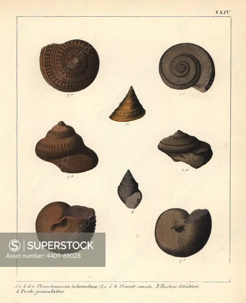 Extinct fossil sea snails: Pleurotomaria tuberculosa, P. oenata, Trochus Schubleri and Turbo granulatus. Handcoloured lithograph by an unknown artist from Dr. F.A. Schmidt's "Petrefactenbuch," published in Stuttgart, Germany, 1855 by Verlag von Krais & Hoffmann. Dr. Schmidt's "Book of Petrification" introduced fossils and palaeontology to both the specialist and general reader.