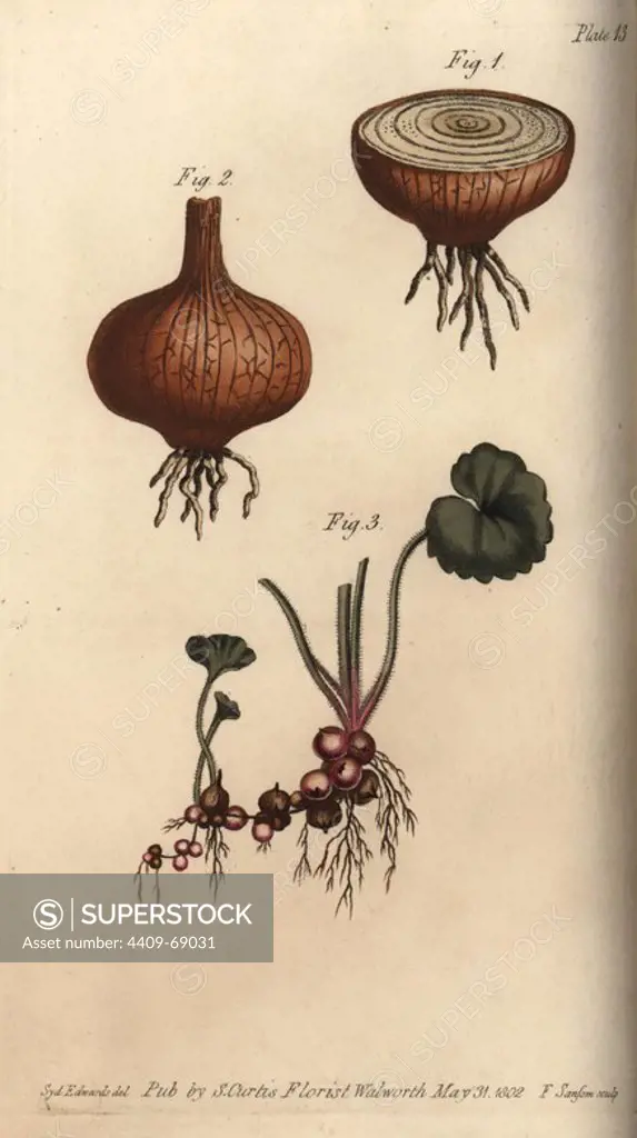 Roots of the onion Allium cepa and meadow saxifrage Saxifraga granulata. Handcoloured copperplate engraving of a botanical illustration by Sydenham Edwards for William Curtis's "Lectures on Botany, as delivered in the Botanic Garden at Lambeth," 1805. Edwards (1768-1819) was the artist of thousands of botanical plates for Curtis' "Botanical Magazine" and his own "Botanical Register.".