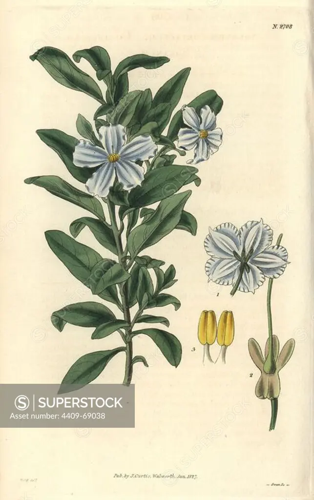 Solanum coriaceum. Coliaceous solanum with sky blue flowers from Mexico.. Illustration by WJ Hooker, engraved by Swan. Handcolored copperplate engraving from William Curtis's "The Botanical Magazine" 1827.. William Jackson Hooker (1785-1865) was an English botanist, writer and artist. He was Regius Professor of Botany at Glasgow University, and editor of Curtis' "Botanical Magazine" from 1827 to 1865. In 1841, he was appointed director of the Royal Botanic Gardens at Kew, and was succeeded by his son Joseph Dalton. Hooker documented the fern and orchid crazes that shook England in the mid-19th century in books such as "Species Filicum" (1846) and "A Century of Orchidaceous Plants" (1849). A gifted botanical artist himself, he wrote and illustrated "Flora Exotica" (1823) and several volumes of the "Botanical Magazine" after 1827.