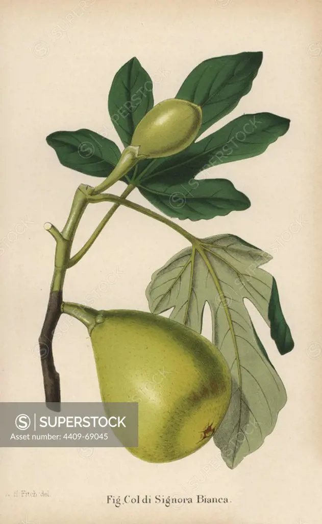 Fig cultivar, Coldi Signora bianca, Ficus carica. Chromolithograph from "The Florist and Pomologist" Robert Hogg, London, published from 1878 to 1884. 251 hand-coloured and chromolithographic plates of fruit and flowers. Drawn by Walter Hood Fitch, Miss E. Regel, and J.L. Macfarlane, lithographed by G. Severeyns, Pannemaeker and Stroobant, Belgium.