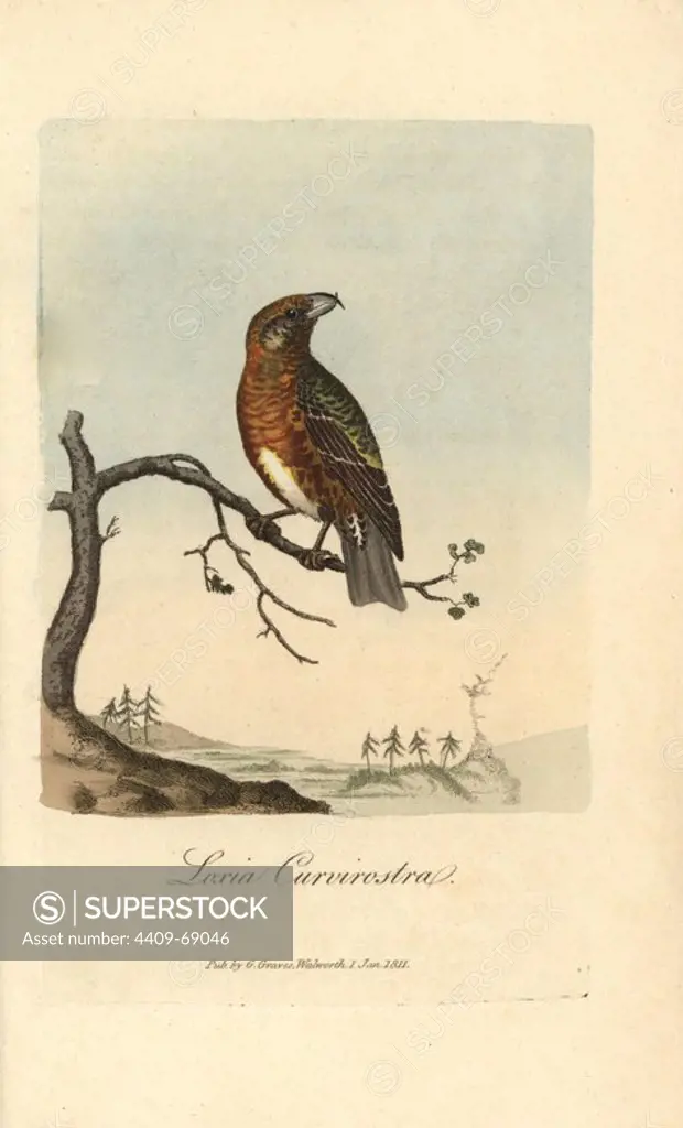 Common crossbill, Loxia curvirostra. Handcoloured copperplate engraving by George Graves from "British Ornithology" 1811. Graves was a bookseller, publisher, artist, engraver and colorist and worked on botanical and ornithological books.