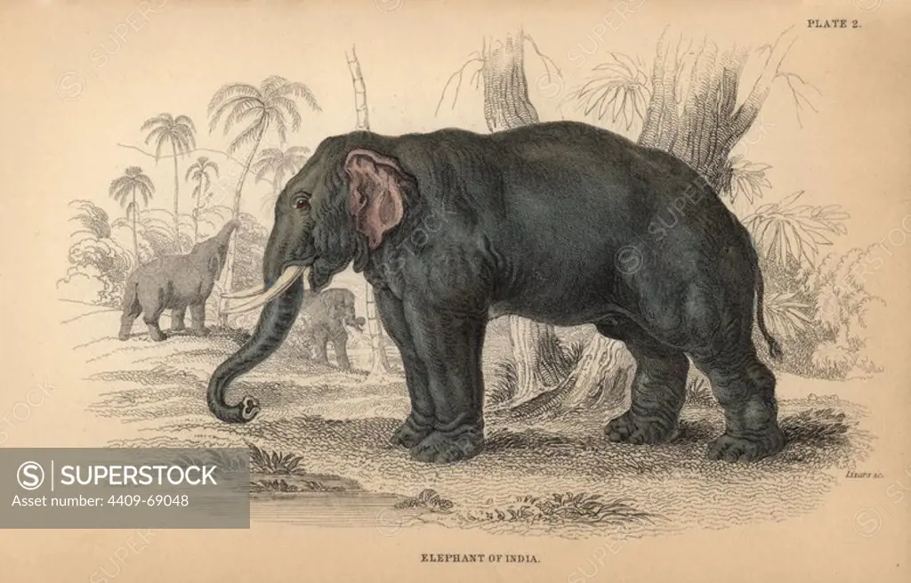 Indian elephant, Elephas maximus indicus, endangered. Handcoloured engraving on steel by William Lizars from a drawing by James Stewart from Sir William Jardine's "Naturalist's Library: Mammalia, Pachydermes or Thick-Skinned Quadrupeds" published by W. H. Lizars, Edinburgh, 1836.