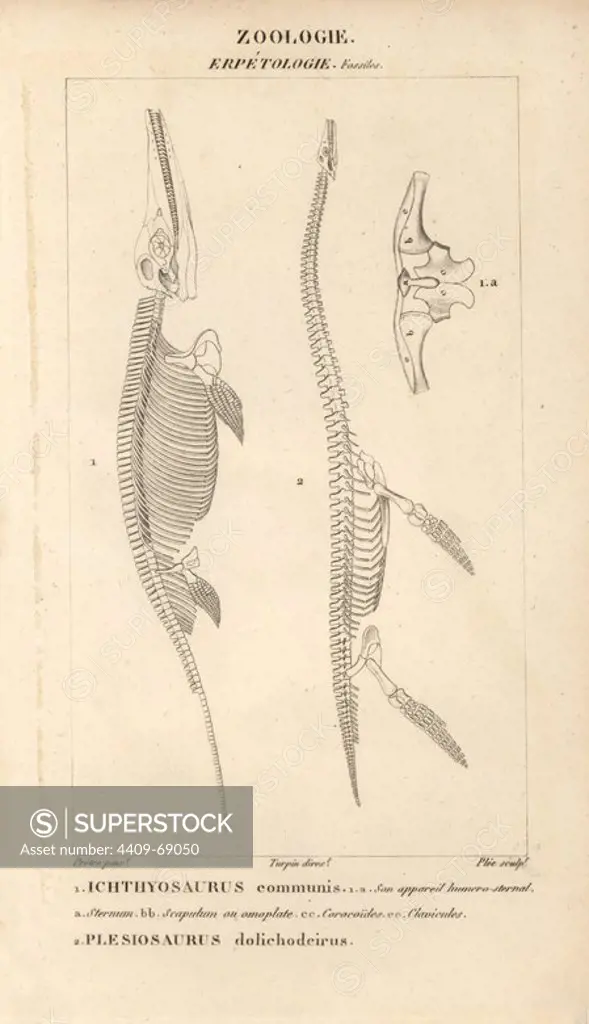 Skeleton of Ichthyosaurus communis (fish lizard) and Plesiosaurus dolichodeirus. Fossils of extinct Jurassic era dinosaurs. Copperplate stipple engraving from Jussieu's "Dictionnaire des Sciences Naturelles" 1816-1830. The volumes on fish and reptiles were edited by Hippolyte Cloquet, natural historian and doctor of medicine. Illustration by J.G. Pretre, engraved by Plee, directed by Turpin, and published by F. G. Levrault. Jean Gabriel Pretre (1780~1845) was painter of natural history at Empress Josephine's zoo and later became artist to the Museum of Natural History.