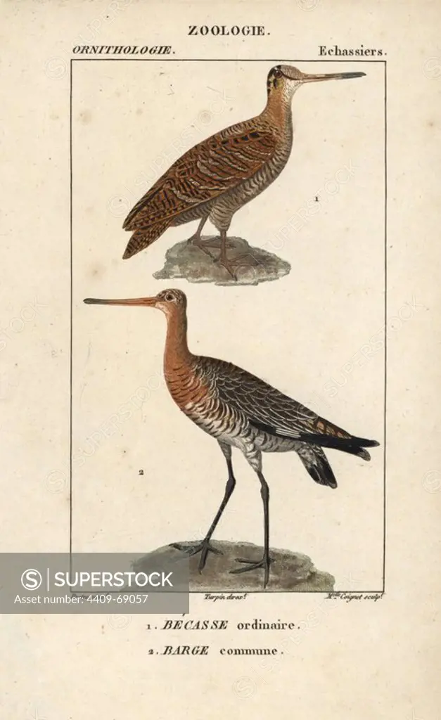 Eurasian woodcock, Scolopax rusticola, and bar-tailed godwit, Limosa lapponica. Handcoloured copperplate stipple engraving from Dumont de Sainte-Croix's "Dictionary of Natural Science: Ornithology," Paris, France, 1816-1830. Illustration by J. G. Pretre, engraved by Miss Coignet, directed by Pierre Jean-Francois Turpin, and published by F.G. Levrault. Jean Gabriel Pretre (1780~1845) was painter of natural history at Empress Josephine's zoo and later became artist to the Museum of Natural History. Turpin (1775-1840) is considered one of the greatest French botanical illustrators of the 19th century.