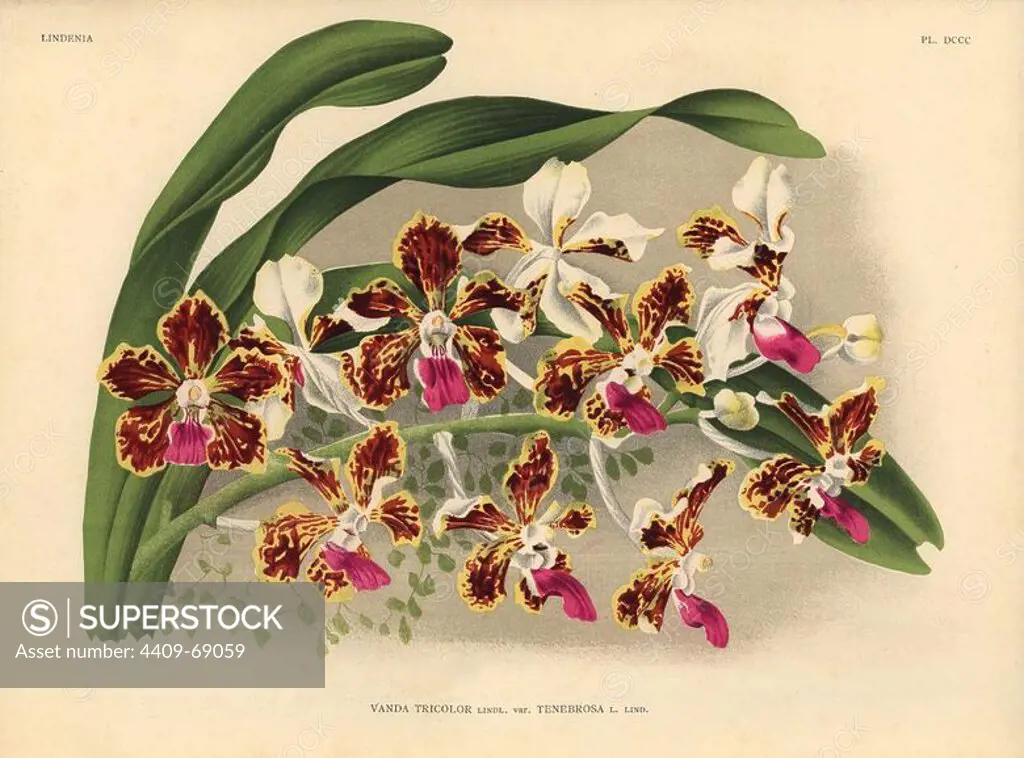 Tenebrosa variety of Vanda tricolor hybrid orchid. Botanical illustration in chromolithograph from Lucien Linden's "Lindenia, Iconographie des Orchidees," Brussels, 1903.