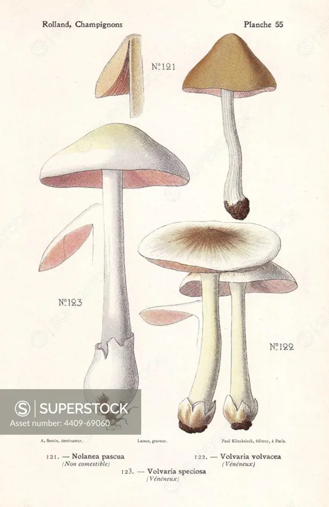 Inedible and poisonous mushrooms: Nolanea pascua, rose-gilled grisette Volvaria speciosa, and straw mushroom Volvaria volvacea. Chromolithograph drawn by Bessin for Leon Rolland's "Atlas des Champignons" 1911.