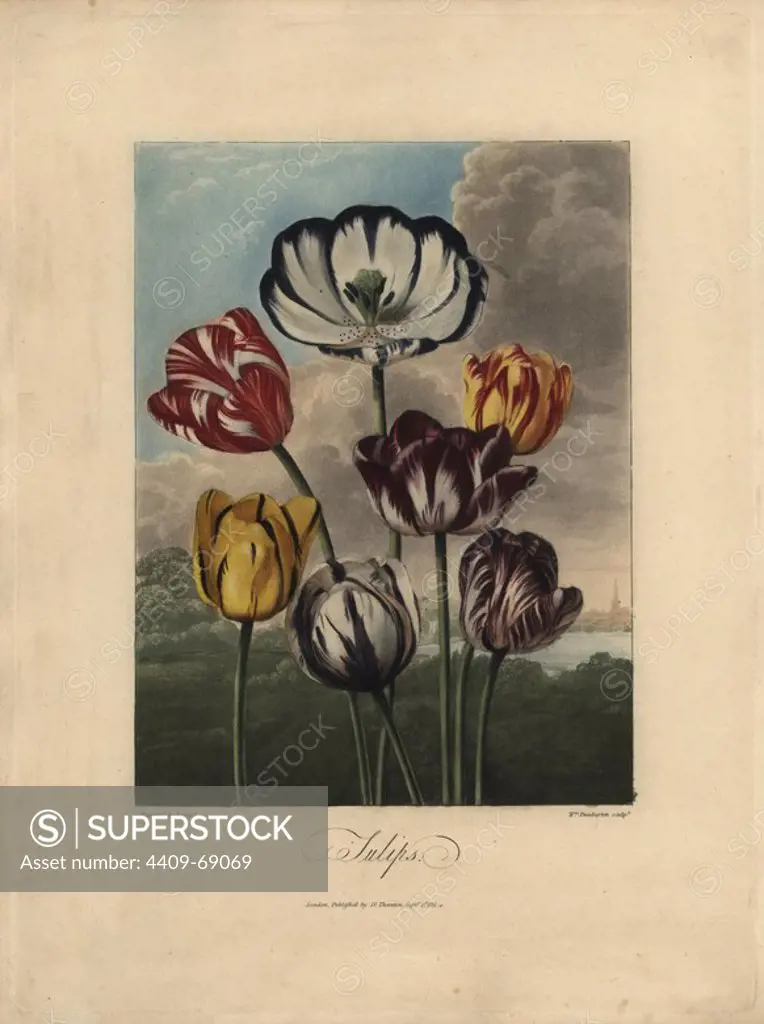 Tulip varieties, including the Louis XVI, Washington, La Triomphe Royale, Duchess of Devonshire, Gloria Mundi, La Majestieuse and Earl Spencer, engraved by William Dunkarton after an original painting by Philip Reinagle.. From Dr. Robert Thorton's "The Temple of Flora," 1812, Lottery or quarto edition. The illustrations were a mix of aquatint, mezzotint and stipple engravings finished by hand. Dr. Thornton (1768-1837) was a botanist and publisher who bankrupted himself producing what is now regarded as the greatest English botanical book.