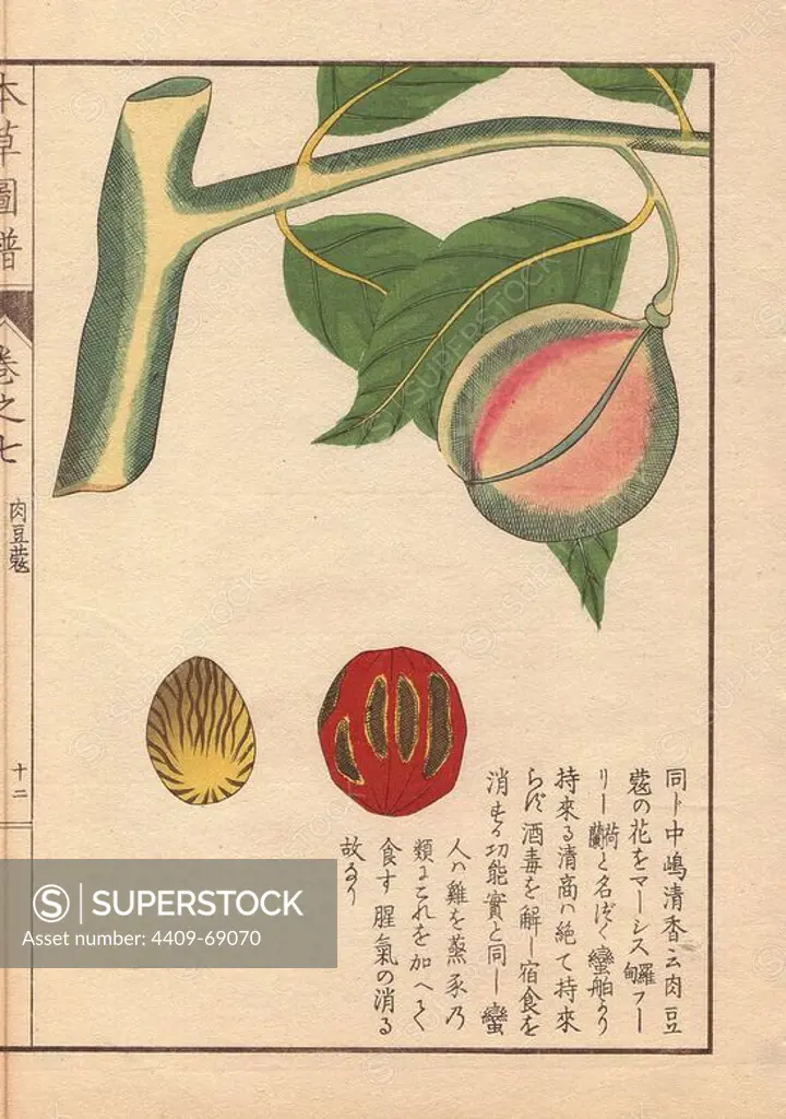Green and pink seeds of nutmeg and mace, Myristica fragrans Houtt. Colour-printed woodblock engraving by Kan'en Iwasaki from "Honzo Zufu," an Illustrated Guide to Medicinal Plants, 1884. Iwasaki (1786-1842) was a Japanese botanist, entomologist and zoologist. He was one of the first Japanese botanists to incorporate western knowledge into his studies.