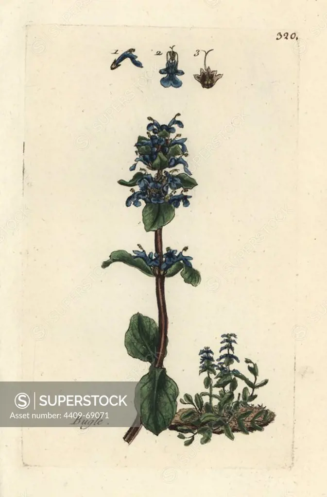 Common bugle, Ajuga reptans. Handcoloured botanical drawn and engraved by Pierre Bulliard from his own "Flora Parisiensis," 1776, Paris, P. F. Didot. Pierre Bulliard (1752-1793) was a famous French botanist who pioneered the three-colour-plate printing technique. His introduction to the flowers of Paris included 640 plants.