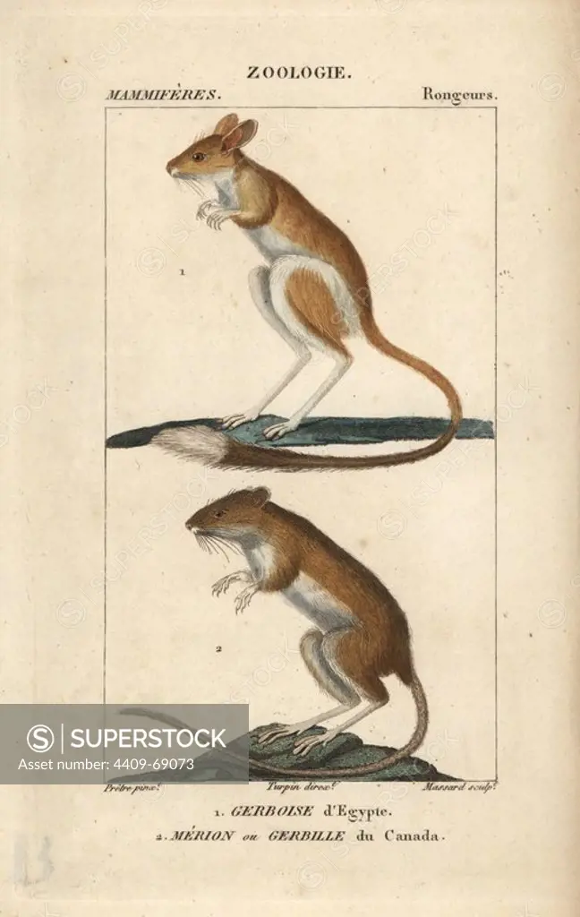 Lesser Egyptian jerboa, Jaculus jaculus, and meadow jumping mouse, Zapus hudsonius. Handcoloured copperplate stipple engraving from Frederic Cuvier's "Dictionary of Natural Science: Mammals," Paris, France, 1816. Illustration by J. G. Pretre, engraved by Massard, directed by Pierre Jean-Francois Turpin, and published by F.G. Levrault. Jean Gabriel Pretre (1780~1845) was painter of natural history at Empress Josephine's zoo and later became artist to the Museum of Natural History. Turpin (1775-1840) is considered one of the greatest French botanical illustrators of the 19th century.