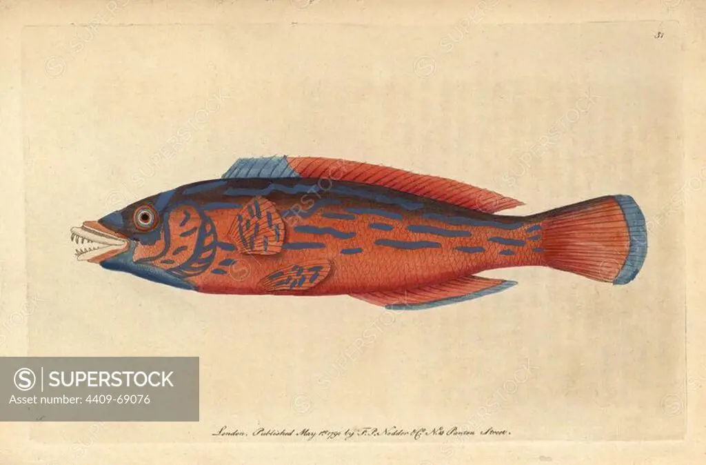Beautiful sparus, Red sparus or Striped wrasse, cuckoo wrasse. Labrus bimaculatus, L. mixtus (Sparus formosus). Illustration signed S (George Shaw).. Handcolored copperplate engraving from George Shaw and Frederick Nodder's "The Naturalist's Miscellany" 1790.. Frederick Polydore Nodder (1751~1801) was a gifted natural history artist and engraver. Nodder honed his draftsmanship working on Captain Cook and Joseph Banks' Florilegium and engraving Sydney Parkinson's sketches of Australian plants. He was made "botanic painter to her majesty" Queen Charlotte in 1785. Nodder also drew the botanical studies in Thomas Martyn's Flora Rustica (1792) and 38 Plates (1799). Most of the 1,064 illustrations of animals, birds, insects, crustaceans, fishes, marine life and microscopic creatures for the Naturalist's Miscellany were drawn, engraved and published by Frederick Nodder's family. Frederick himself drew and engraved many of the copperplates until his death. His wife Elizabeth is credited as pu