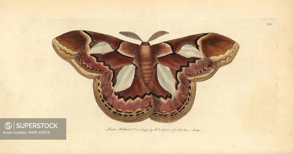 Rothschild moth, Rothschildia erycina. Illustration signed RN (Richard Nodder).. Handcolored copperplate engraving from George Shaw and Frederick Nodder's "The Naturalist's Miscellany" 1795.. Frederick Polydore Nodder (1751~1801) was a gifted natural history artist and engraver. Nodder honed his draftsmanship working on Captain Cook and Joseph Banks' Florilegium and engraving Sydney Parkinson's sketches of Australian plants. He was made "botanic painter to her majesty" Queen Charlotte in 1785. Nodder also drew the botanical studies in Thomas Martyn's Flora Rustica (1792) and 38 Plates (1799). Most of the 1,064 illustrations of animals, birds, insects, crustaceans, fishes, marine life and microscopic creatures for the Naturalist's Miscellany were drawn, engraved and published by Frederick Nodder's family. Frederick himself drew and engraved many of the copperplates until his death. His wife Elizabeth is credited as publisher on the volumes after 1801. Their son Richard Polydore (1774~1