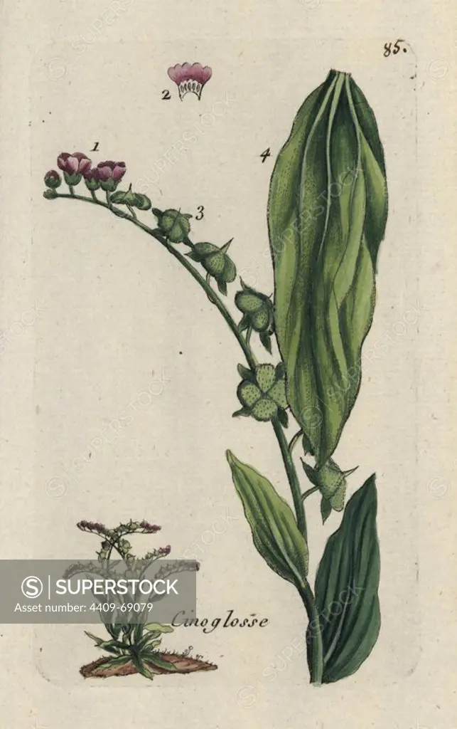 Houndstongue, Cynoglossum officinale. Handcoloured botanical drawn and engraved by Pierre Bulliard from his own "Flora Parisiensis," 1776, Paris, P.F. Didot. Pierre Bulliard (1752-1793) was a famous French botanist who pioneered the three-colour-plate printing technique. His introduction to the flowers of Paris included 640 plants.