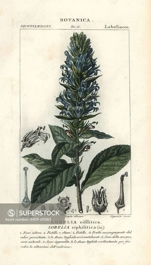 Great blue lobelia, Lobelia siphilitica. Handcoloured copperplate stipple engraving from Jussieu's "Dictionary of Natural Science," Florence, Italy, 1837. Illustration by J. G. Pretre, engraved by Cignozzi, directed by Pierre Jean-Francois Turpin, and published by Batelli e Figli. Jean Gabriel Pretre (1780~1845) was painter of natural history at Empress Josephine's zoo and later became artist to the Museum of Natural History. Turpin (1775-1840) is considered one of the greatest French botanical illustrators of the 19th century.