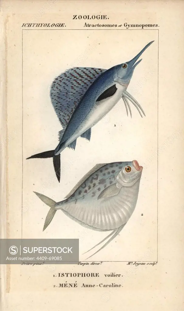 Indo-Pacific sailfish, istiophore voilier, Istiophorus platypterus, and moonfish, Mene Anne-Caroline, Mene maculata. The moonfish was named for Anne-Caroline Lacepede. Handcoloured copperplate stipple engraving from Jussieu's "Dictionnaire des Sciences Naturelles" 1816-1830. The volumes on fish and reptiles were edited by Hippolyte Cloquet, natural historian and doctor of medicine. Illustration by J.G. Pretre, engraved by Madame Joyeau, directed by Turpin, and published by F. G. Levrault. Jean Gabriel Pretre (1780~1845) was painter of natural history at Empress Josephine's zoo and later became artist to the Museum of Natural History.