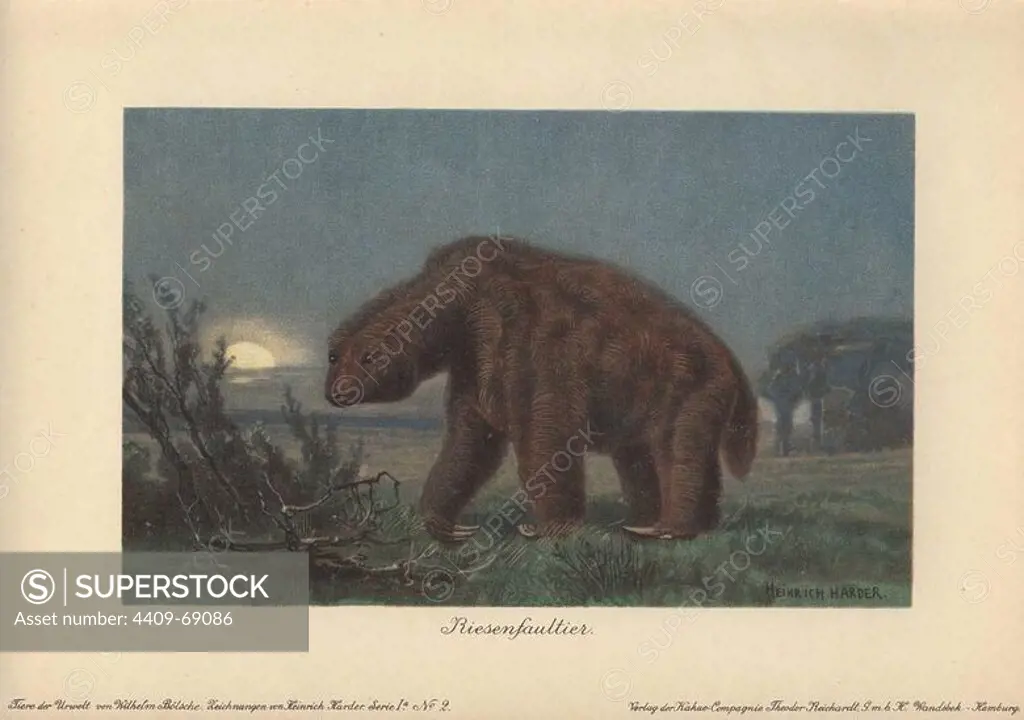 Megatherium americanum (Great Beast) was a genus of elephant-sized ground sloths native to America from the Pliocene through Pleistocene eras.. Colour printed illustration by Heinrich Harder from "Tiere der Urwelt" Animals of the Prehistoric World, 1916, Hamburg. Heinrich Harder (1858-1935) was a German landscape artist and book illustrator. From a series of prehistoric creature cards published by the Reichardt Cocoa company. Natural historian Wilhelm Bolsche wrote the descriptive text.