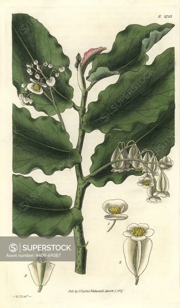 Begonia undulata. Waved-leaved begonia with white flowers from Brazil. Illustration by WJ Hooker, engraved by Swan. Handcolored copperplate engraving from William Curtis's "The Botanical Magazine" 1827.. William Jackson Hooker (1785-1865) was an English botanist, writer and artist. He was Regius Professor of Botany at Glasgow University, and editor of Curtis' "Botanical Magazine" from 1827 to 1865. In 1841, he was appointed director of the Royal Botanic Gardens at Kew, and was succeeded by his son Joseph Dalton. Hooker documented the fern and orchid crazes that shook England in the mid-19th century in books such as "Species Filicum" (1846) and "A Century of Orchidaceous Plants" (1849). A gifted botanical artist himself, he wrote and illustrated "Flora Exotica" (1823) and several volumes of the "Botanical Magazine" after 1827.