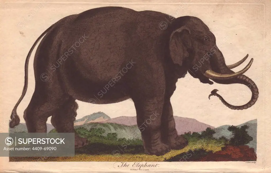 Elephant (Elephas maximus) . Hand-colored copperplate engraving from Ebenezer Sibly's "Universal System of Natural History" 1794. The prolific Sibly published his Universal System of Natural History in 1794~1796 in five volumes covering the three natural worlds of fauna, flora and geology. The series included illustrations of mythical beasts such as the sukotyro and the mermaid, and depicted sloths sitting on the ground (instead of hanging from trees) and a domesticated female orang utan wearing a bandana. The engravings were by J. Pass, J. Chapman and Barlow copied from original drawings by famous natural history artists George Edwards, Albertus Seba, Maria Sybilla Merian, and Johann Ihle.