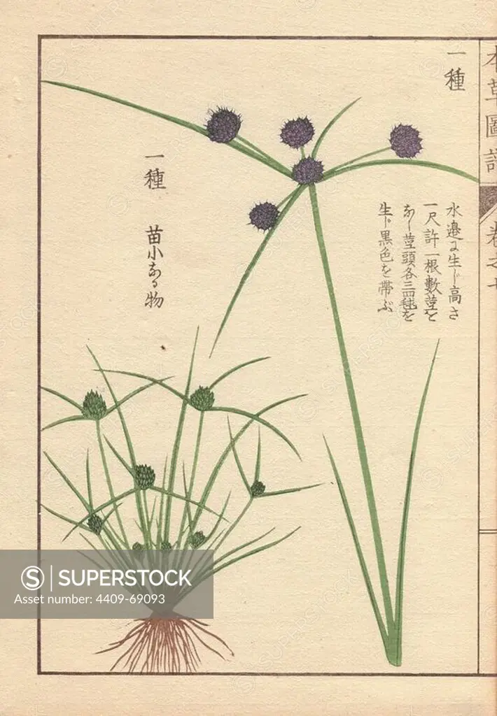 Roots, reeds and flowers of variable flatsedge or smallflower umbrella-sedge, Cyperus difformis L. Colour-printed woodblock engraving by Kan'en Iwasaki from "Honzo Zufu," an Illustrated Guide to Medicinal Plants, 1884. Iwasaki (1786-1842) was a Japanese botanist, entomologist and zoologist. He was one of the first Japanese botanists to incorporate western knowledge into his studies.