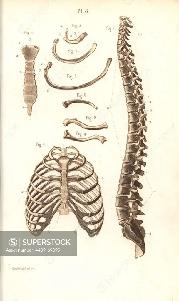 Spine, ribs, vertebrae and sternum. Handcolored steel engraving by Corbie of a drawing by Corbie from Dr. Joseph Nicolas Masse's "Petit Atlas complet d'Anatomie descriptive du Corps Humain," Paris, 1864, published by Mequignon-Marvis. Masse's "Pocket Anatomy of the Human Body" was first published in 1848 and went through many editions.