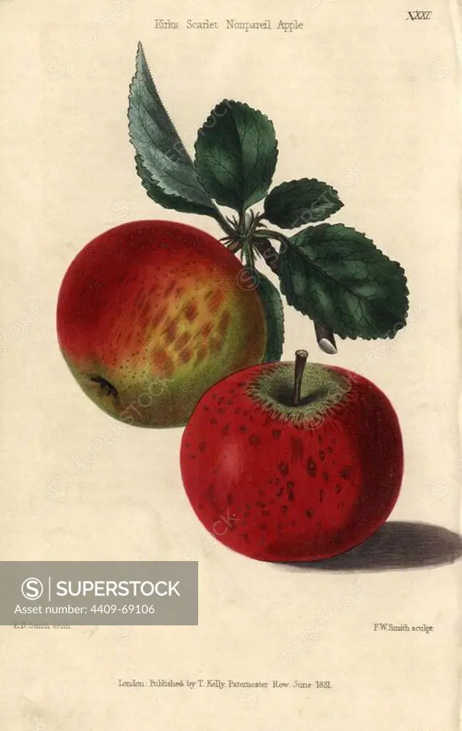 Red ripe fruit and leaves of Kirke's Scarlet Nonpareil Apple, Malus domestica. Hand-colored illustration by Edwin Dalton Smith engraved by F.W. Smith from Charles McIntosh's "Flora and Pomona" 1829. McIntosh (1794-1864) was a Scottish gardener to European aristocracy and royalty, and author of many book on gardening. E.D. Smith was a botanical artist who drew for Robert Sweet, Benjamin Maund, etc.