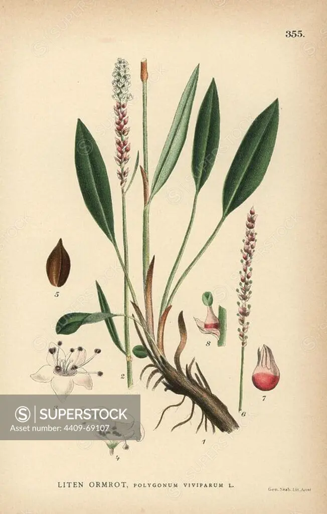 Alpine bistort, Polygonum viviparum. Chromolithograph from Carl Lindman's "Bilder ur Nordens Flora" (Pictures of Northern Flora), Stockholm, Wahlstrom & Widstrand, 1905. Lindman (1856-1928) was Professor of Botany at the Swedish Museum of Natural History (Naturhistoriska Riksmuseet). The chromolithographs were based on Johan Wilhelm Palmstruch's "Svensk botanik," 1802-1843.