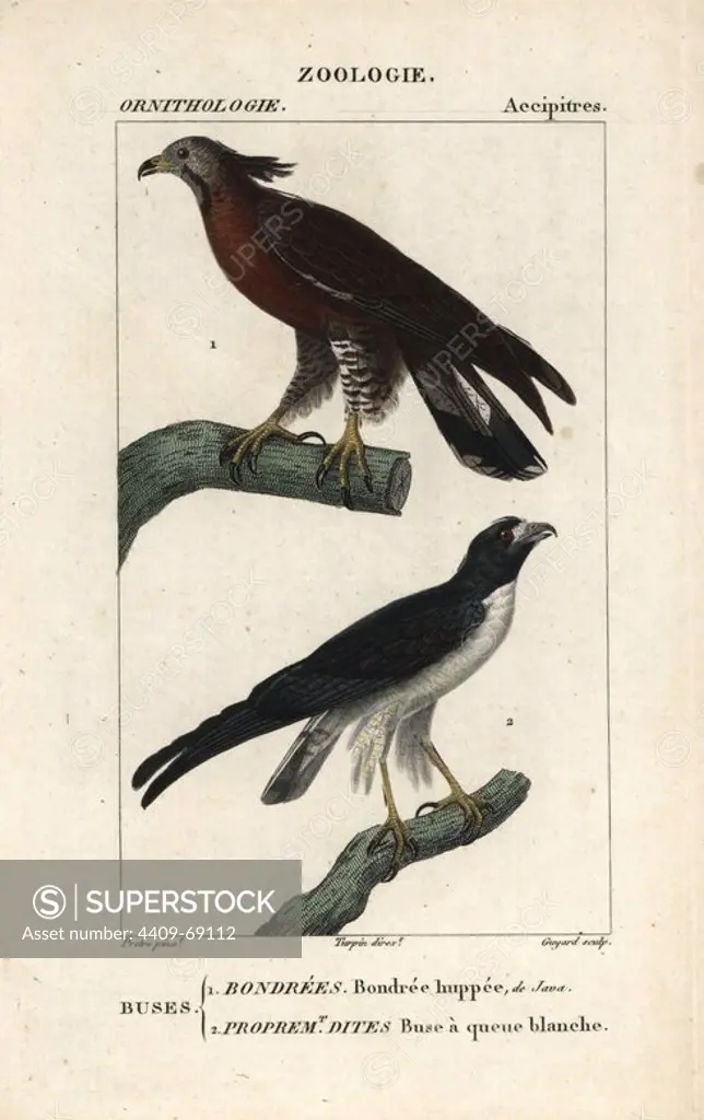 Crested honey-buzzard, Pernis ptilorhynchus, and white-tailed hawk, Buteo albicaudatus. Handcoloured copperplate stipple engraving from Dumont de Sainte-Croix's "Dictionary of Natural Science: Ornithology," Paris, France, 1816-1830. Illustration by J. G. Pretre, engraved by Guyard, directed by Pierre Jean-Francois Turpin, and published by F.G. Levrault. Jean Gabriel Pretre (1780~1845) was painter of natural history at Empress Josephine's zoo and later became artist to the Museum of Natural History. Turpin (1775-1840) is considered one of the greatest French botanical illustrators of the 19th century.