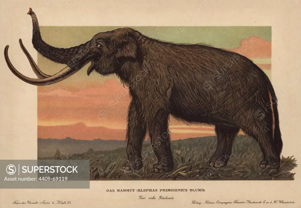 Woolly mammoth, Mammuthus primigenius, Elephas primigenius Blumb. Colour printed (chromolithograph) illustration by F. John from "Tiere der Urwelt" Animals of the Prehistoric World, 1910, Hamburg. From a series of prehistoric creature cards published by the Reichardt Cocoa company.