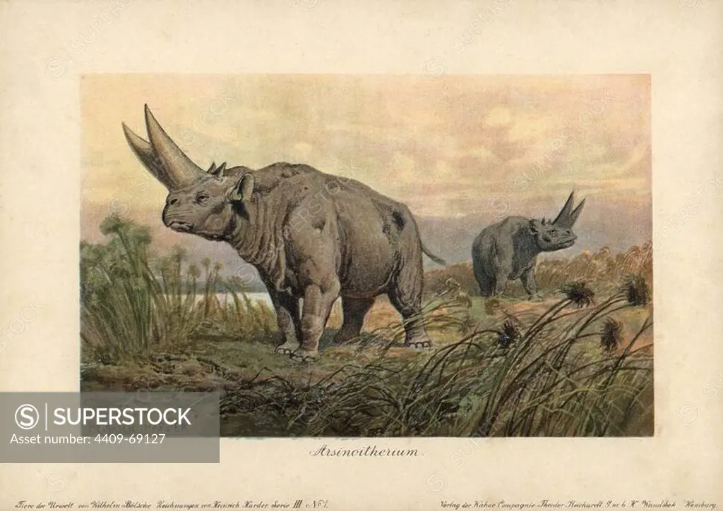 Arsinoitherium, an extinct genus of paenungulate mammals related to the elephant. Colour printed illustration (chromolithograph) by Heinrich Harder from "Tiere der Urwelt" Animals of the Prehistoric World, 1916, Hamburg. Heinrich Harder (1858-1935) was a German landscape artist and book illustrator. From a series of prehistoric creature cards published by the Reichardt Cocoa company. Natural historian Wilhelm Bolsche wrote the descriptive text.