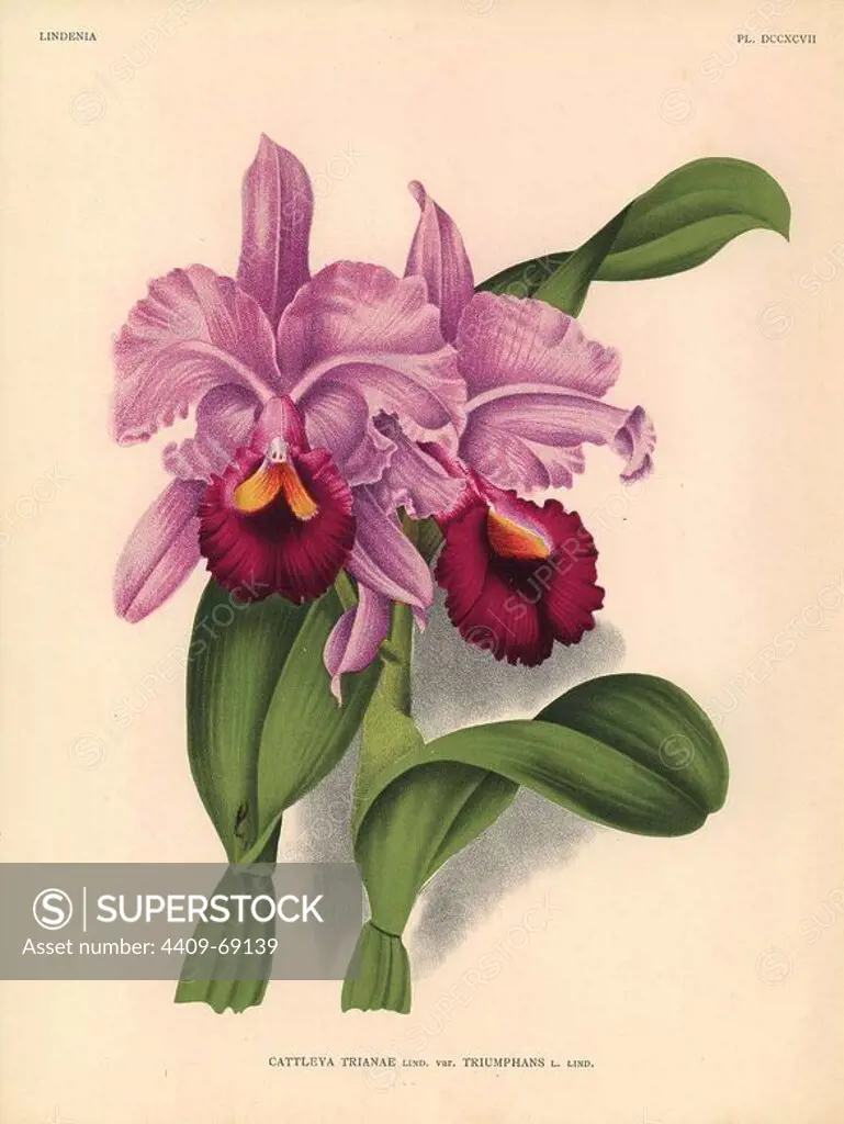Triumphant variety of Cattleya trianae orchid. Botanical illustration in chromolithograph from Lucien Linden's "Lindenia, Iconographie des Orchidees," Brussels, 1903.