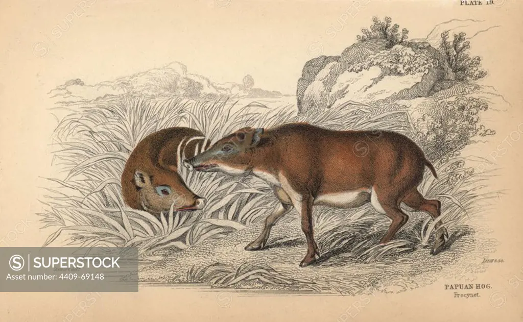 Papuan hog, Sus papuensis. Handcoloured engraving on steel by William Lizars from a drawing by James Stewart from Sir William Jardine's "Naturalist's Library: Mammalia, Pachydermes or Thick-Skinned Quadrupeds" published by W. H. Lizars, Edinburgh, 1836.