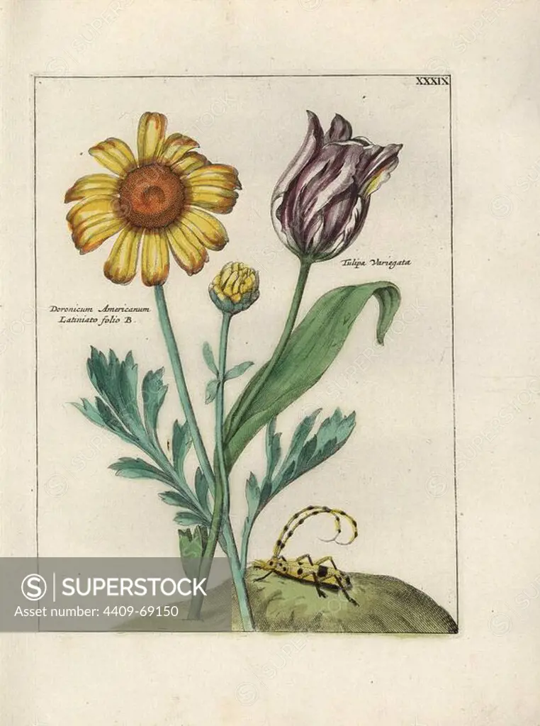 Coneflower, Rudbeckia laciniata, and variegated tulip, Tulipa variegata, with beetle. Handcoloured copperplate botanical engraving from "Nederlandsch Bloemwerk" (Dutch Flower Arrangements), Amsterdam, J.B. Elwe, 1794. Illustration copied from a work by one of the outstanding French flower painters of the 17th century, Nicolas Robert (1614-1685), entitled "Variae ac multiformes florum species.. Diverses fleurs," Paris, 1660.