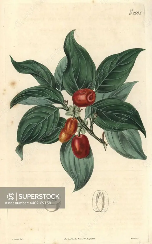 Cornelian cherry. Cornus mascula. Austrian cherry with fruit on the branch.. Illustration by Miss C. Curtis (Samuel's daughter), engraved by Weddell. Handcolored copperplate engraving from Samuel Curtis's "The Curtis Botanical Magazine" 1826.. Samuel Curtis, cousin and son-in-law to William Curtis, took over the Botanical Magazine in 1826. Samuel re-named it "The Curtis Botanical Magazine" and enlisted the help of William Jackson Hooker, Professor of Botany at Glasgow University. Samuel Curtis' daughters drew the illustrations for the magazine.